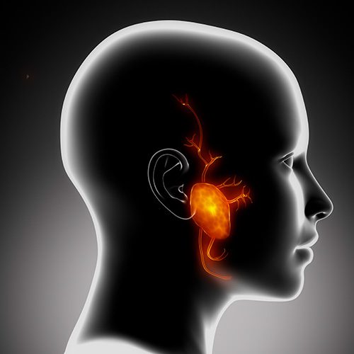 Ilustração de perfil de uma cabeça humana, destacando a glândula parótida e seus nervos em laranja brilhante, localizada na região da bochecha, próxima ao ouvido.